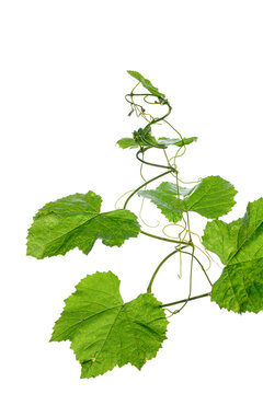 green leaves of a vine