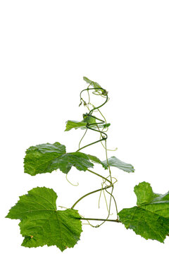 green leaves of a vine