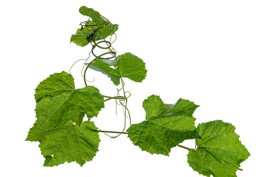 green leaves of a vine