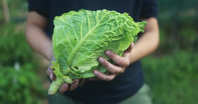 Young boy holding fresh organic cabbage at house garden during autumn season - Harvesting, healthy food and teenager people concept - UGC content