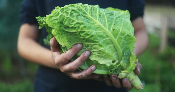 Young boy holding fresh organic cabbage at house garden during fall season - Harvesting, healthy food and teenager people concept - UGC content
