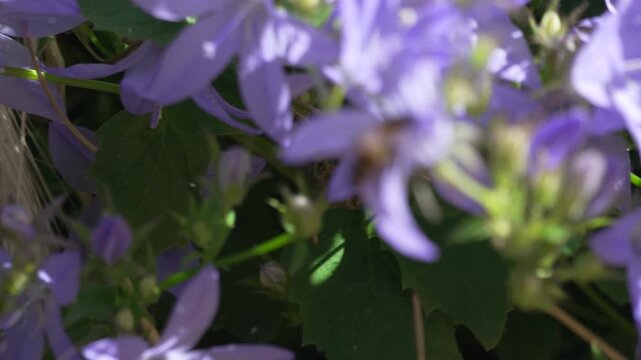 Flowers bee pollination bellflowers blooming in a lush garden environment capturing the natural beauty of springtime flora in soft sunlight