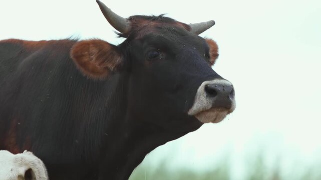A Brown Cow (Bos taurus) Mooing and Flicking Her Ears as Traffic Passes Behind Her on a Sunny Summer Day