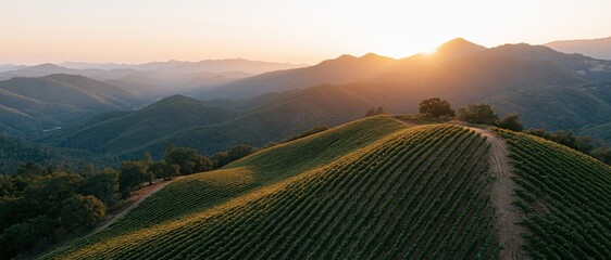 Obraz premium Aerial view of vineyard rows curving across rolling hills at sunset
