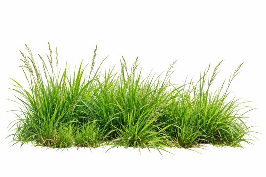 Fresh green grass clump isolated on white background for panoramic garden landscaping, architectural rendering, lawn design, ecological planning, and foreground composition