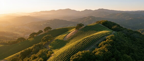 Obraz premium Aerial view of rolling vineyard rows curving across hilly landscape at sunset