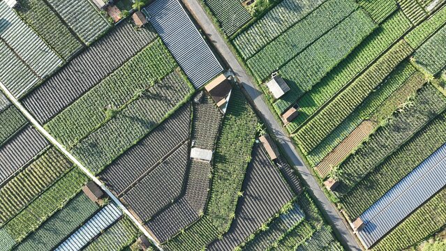 Aerial view of Senja Pagi Cafe And Glamping surrounded by lush terraced vegetable fields and a winding road in the highlands in Kecamatan Ngablak, Jawa Tengah, Indonesia.