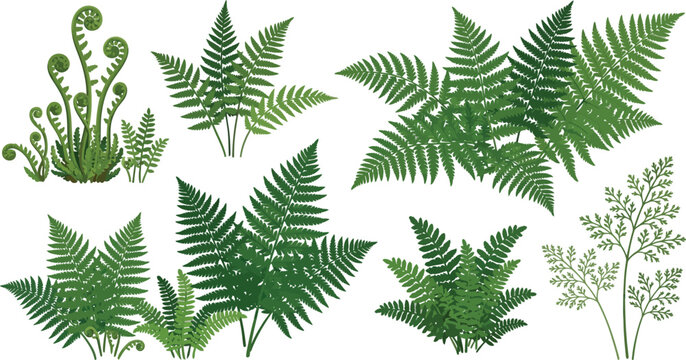 Green fern plants in various stages of growth and leaf shapes during a bright day vector illustration