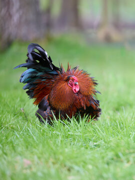 A colorful fluffy rooster standing on lush green grass in a natural outdoor setting, displaying vibrant red and black feathers with a puffed-up neck.