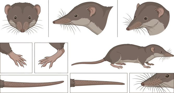 Shrew anatomy details in clean vector illustration on white background