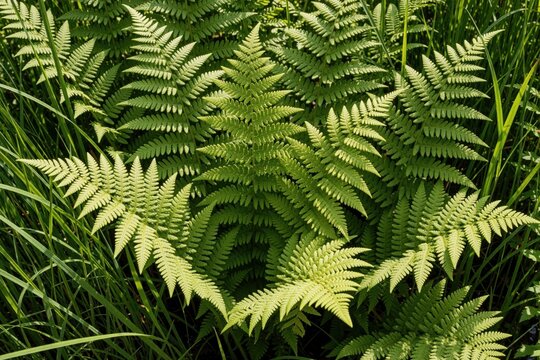 Green fern plant grows in marshland. Marsh fern foliage spreads wide in swampy wetland area. Aquatic vegetation part of local flora in nature pond. Close up view of wild pteris palustris fronds with