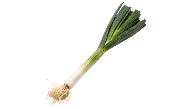 Single fresh green spring scallion onion stalk raw organic vegetable isolated on transparent background