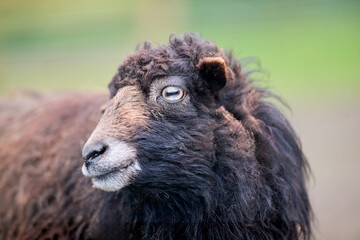 Close-up profile portrait of a dark brown ouessant sheep with thick, curly wool looking aside against a soft green blurred background. © erwin