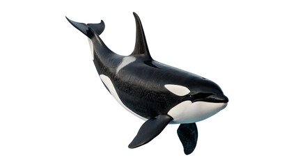 Majestic wild orca killer whale swimming predatory marine mammal isolated on transparent background © Raya Richards