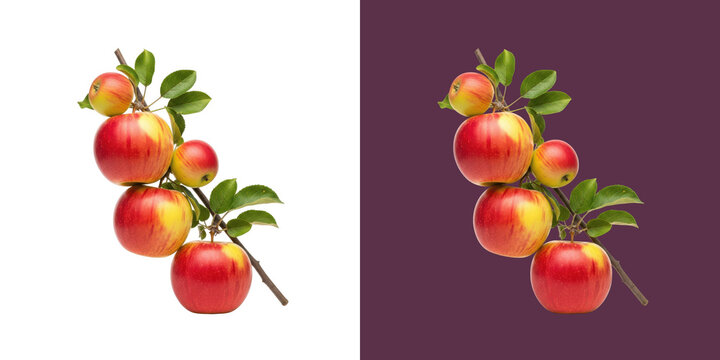 Fresh red apples growing on a branch with green leaves studio photo transparent png