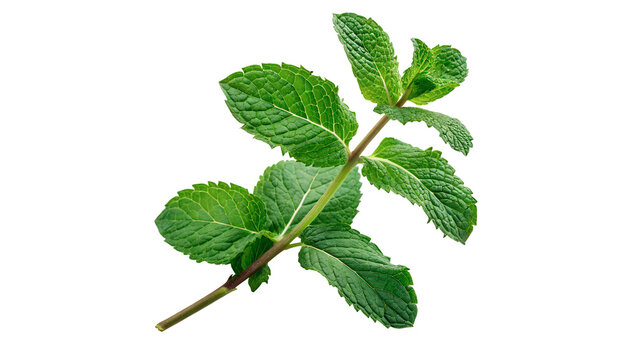 Fresh green mint plant sprig with detailed aromatic leaves isolated on transparent background
