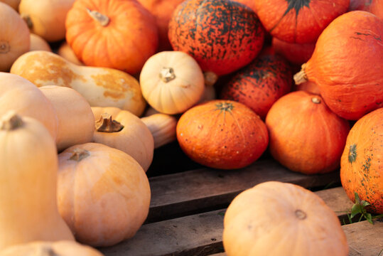 K&uuml;rbis auf Holzbretter, Halloween Zeit