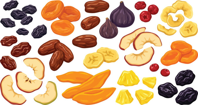 Assorted dried fruits arranged in rows with clear space for text Vector Illustration