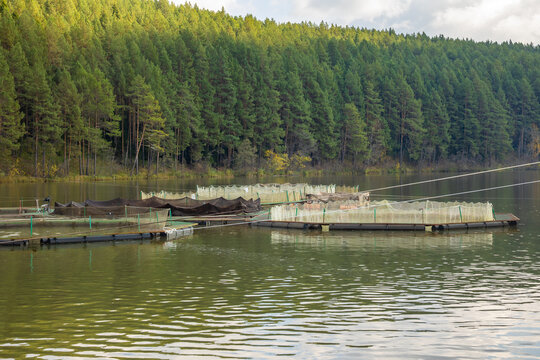 Trout farming fish cages installed in a calm river surrounded by dense green pine forest, sustainable aquaculture industry