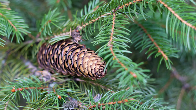 Pine cone hanging from green tree branches in a natural setting showing details of nature