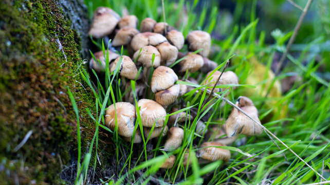 Mushrooms growing in grass near a tree trunk in a forest during daylight