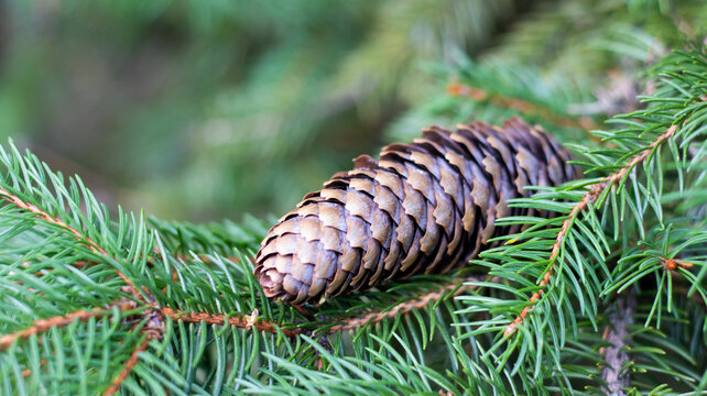 Pine cone resting on green pine tree branches in a natural forest setting