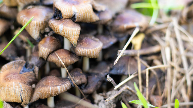 Mushrooms growing in a grassy area on a sunny day
