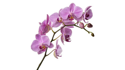 Fototapeta premium Beautiful blooming purple orchid flowers tropical flora decorative element isolated on transparent background
