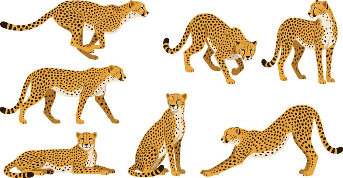 Cheetahs in various poses with spot patterns during a naturalistic depiction in a vector illustration style