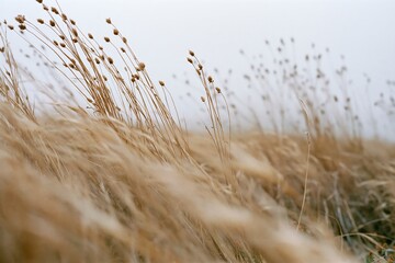 Obraz premium The Tall Grass Field Swaying in Morning Light and Wind