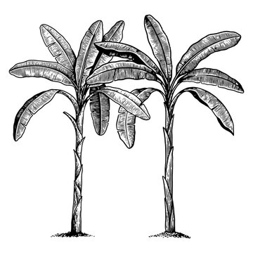 Two banana trees with large tropical leaves, illustrated in detailed black and white engraving style. Suitable for botanical posters, packaging, labels and tropical designs.