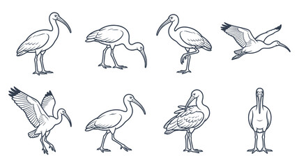 Obraz premium Ibis bird poses and flying actions line art illustration.