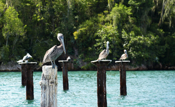 Group of brown pelicans (Pelecanus occidentalis) resting on weathered wooden pilings in the turquoise lagoon of Los Haitises National Park, Dominican Republic