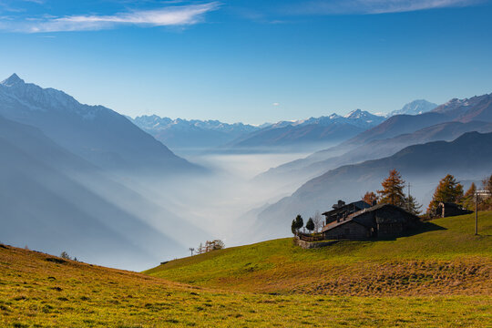 Vibrant golden larch forest and autumn foliage in Col de Joux pass, Aosta Valley, Italy"