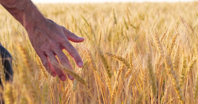 Hand glides through golden wheat beneath evening sunlight. Symbolic close-up represents dreams, hope, new opportunities and confidence while moving forward toward a brighter future with optimism.