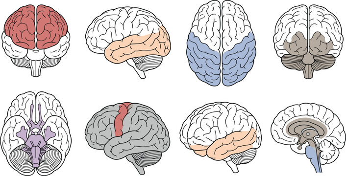 Human Brain Anatomy Illustration Set with Cerebral Lobes, Cortex, Hemispheres, Brainstem, Cerebellum, Cross Sections, and Neurological Education Views