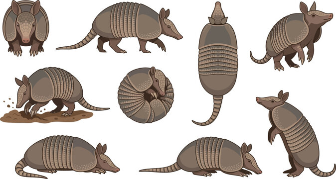 Diverse armadillo poses in vector illustration with clean background for commercial use