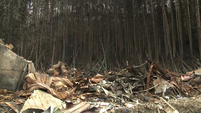 Charred Trees And Debris In Aftermath Of Tsunami In Japan