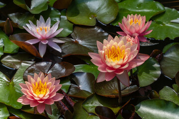 Obraz premium Delicate pink water lily or Marliacea Rosea lotus flower and three flowers Perry's Orange Sunset varieties bloom in garden pond. Close‑up of nymphaea. Floral landscape for nature‑themed wallpaper.