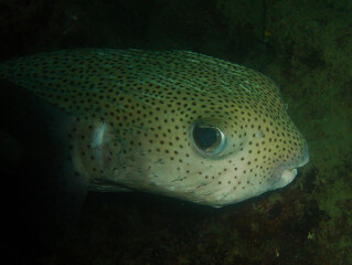 Pufferfish on a Caribbean Coral Reef © gustavo
