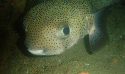 Pufferfish on a Caribbean Coral Reef © gustavo