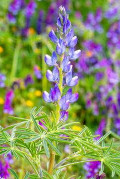 Close up of a blue annual wild lupin lupinus angustifolius growing in a field spreading by seed capsule