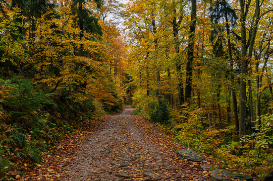 A narrow path covered with orange and brown fallen leaves cuts through dense forest filled with colorful autumn foliage. Tall trees with golden and green leaves create a cozy, serene tunnel effect.