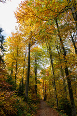 Fototapeta premium A narrow path covered with orange and brown fallen leaves cuts through dense forest filled with colorful autumn foliage. Tall trees with golden and green leaves create a cozy, serene tunnel effect.