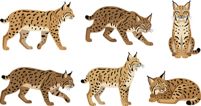 Wild Lynx Feline Animals in Various Poses with Natural Textures in Flat Vector Style