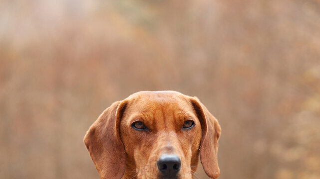 Montenegrin Mountain Hound dog looks directly at the camera during an autumn outdoor adventure. Close-up portrait shows the shorthaired hunting dog against a softly blurred natural background.