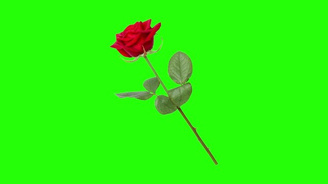Beautiful Red Rose With Green Stem Animation Isolated On Chroma Key Green Screen Background Loop