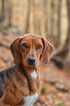 Montenegrin Mountain Hound dog looks toward the camera in colorful fall woodland. Warm foliage and soft natural light surround the hunting dog in a seasonal portrait.