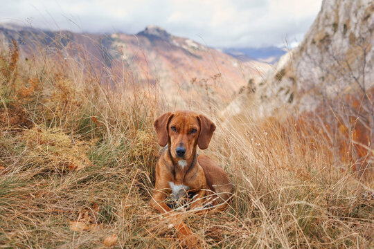 Montenegrin Mountain Hound dog rests among dry grass during an autumn mountain hike. Rocky slopes and wild vegetation surround the hunting dog in a scenic outdoor landscape.