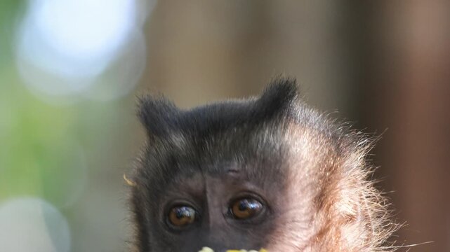  The agile spider monkey high in the treetops., &bull; Amazon rainforest, spider monkey, wildlife photography, South America, jungle, biodiversity, wild animals, canopy, endangered species.
